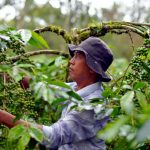 Kaffee in Indonesien: mehr Nachhaltigkeit und Wohlstand